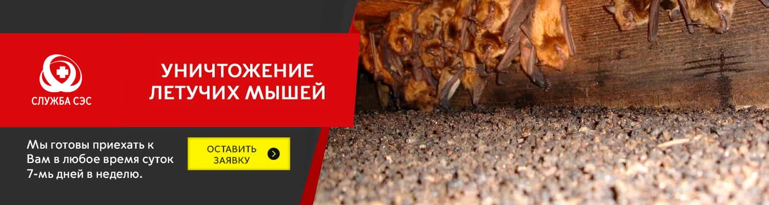 Уничтожение летучих мышей в Климовске